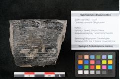 Foto (Objekt + Etikett) von Calamites communis Ettingshausen (NHMW-GEO-2024-0188-10962)